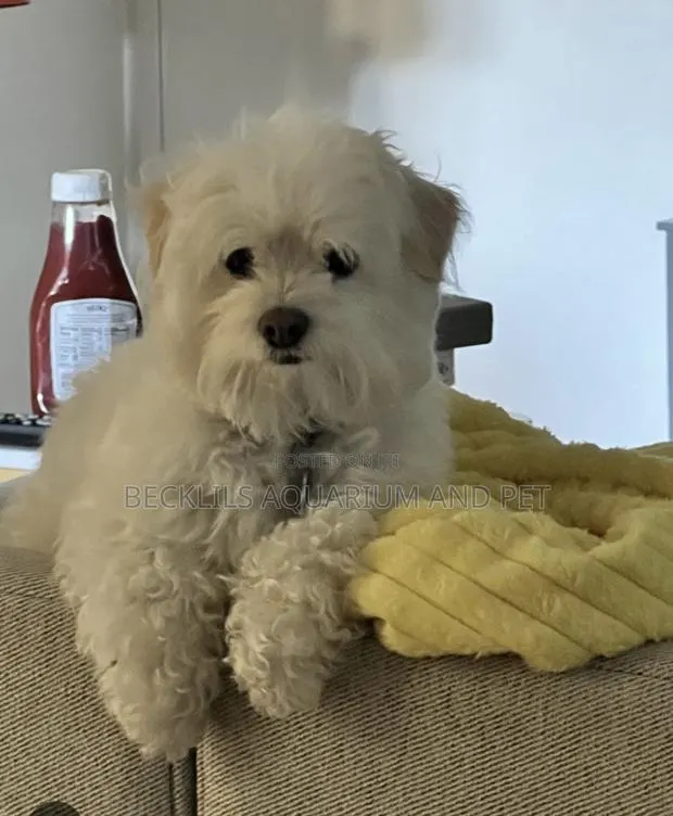 3-6 months Male Purebred Maltese · Photo 1