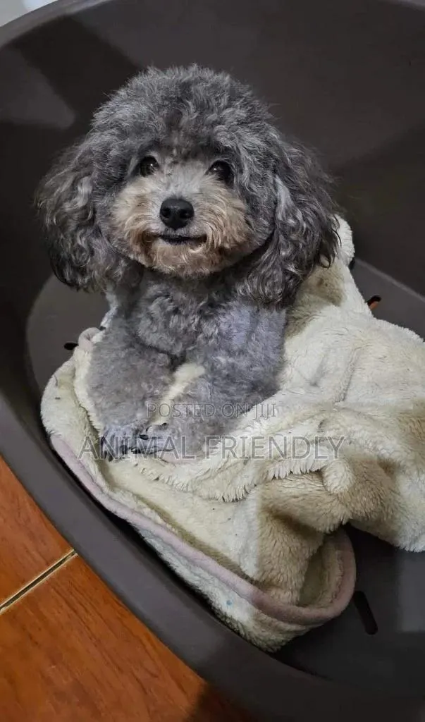 1-3 months Female Purebred Poodle · Photo 1