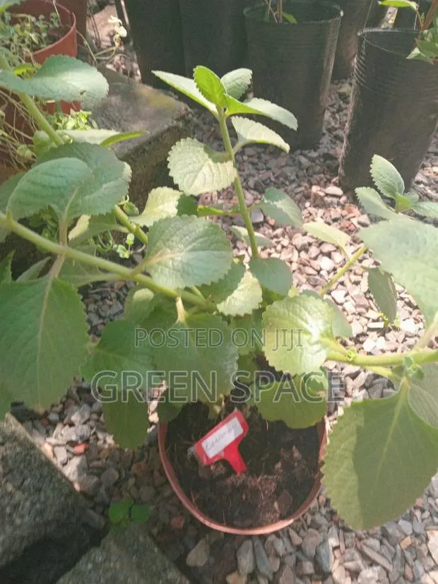 Potted Oregano Spice · Photo 1