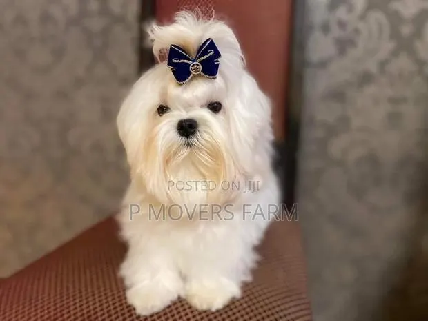 1-3 months Male Purebred Maltese · Photo 1