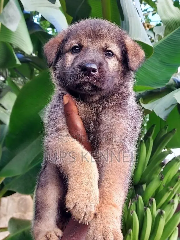 1-3 months Male Purebred German Shepherd · Photo 1