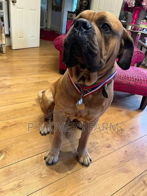 1-3 months Female Purebred Boerboel · Photo 1
