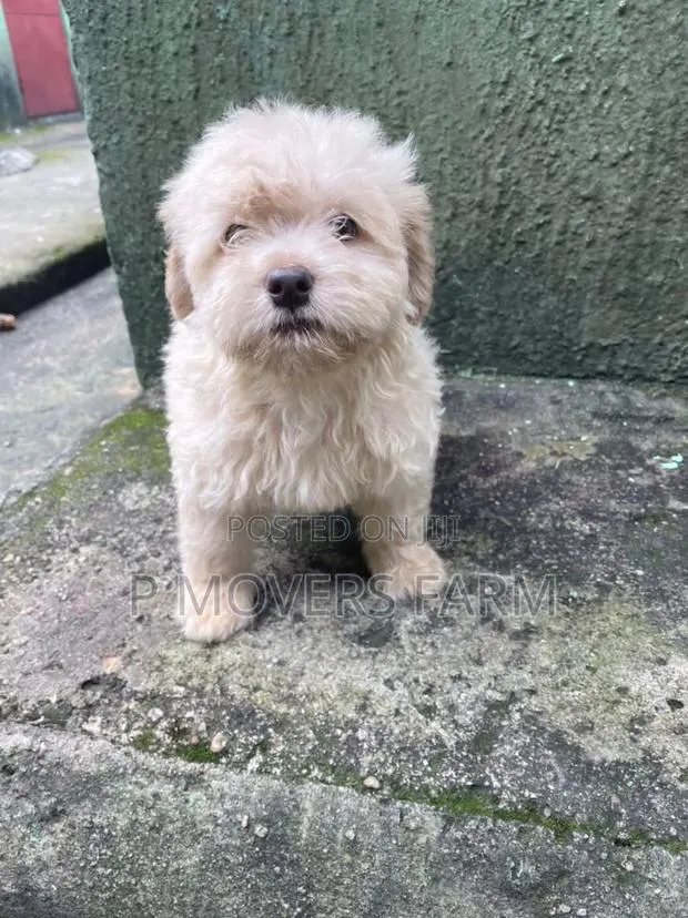 1-3 months Male Purebred Poodle