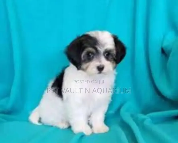 1-3 months Female Purebred Maltese · Photo 1