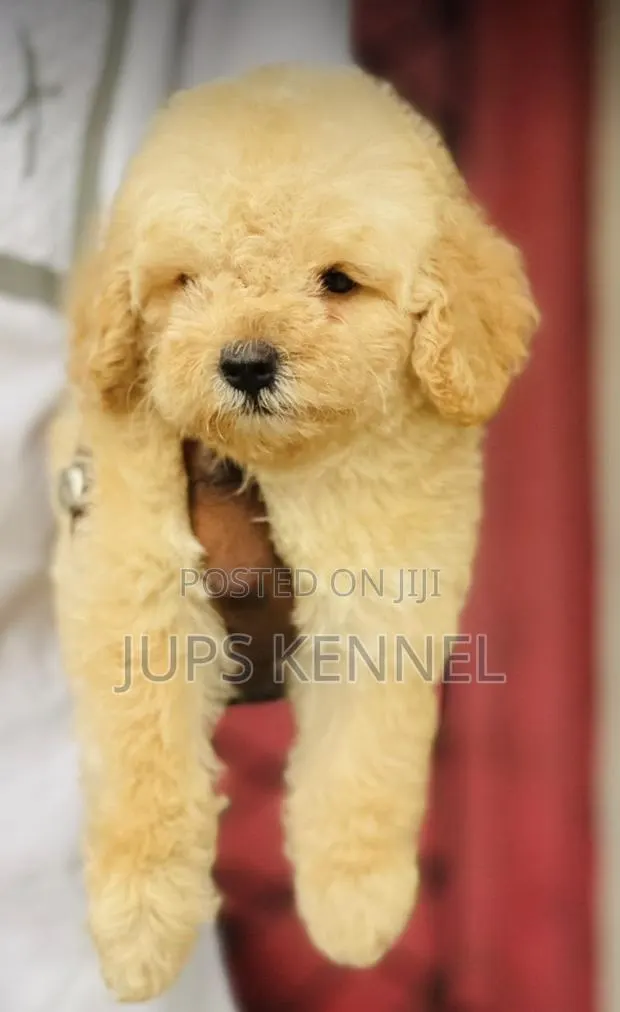 1-3 months Female Purebred Poodle · Photo 1