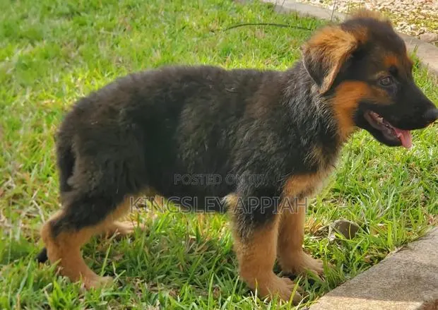 1-3 months Male Purebred German Shepherd · Photo 1