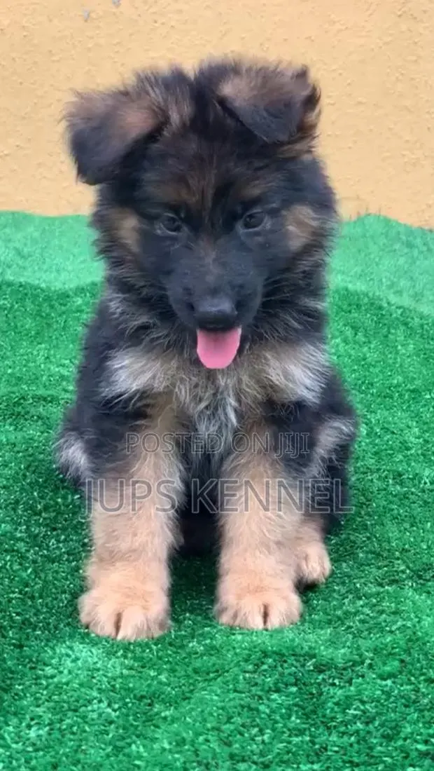 1-3 months Female Purebred German Shepherd · Photo 1