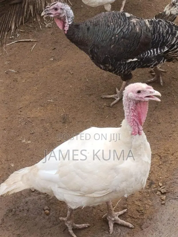 Matured Turkeys · Photo 1