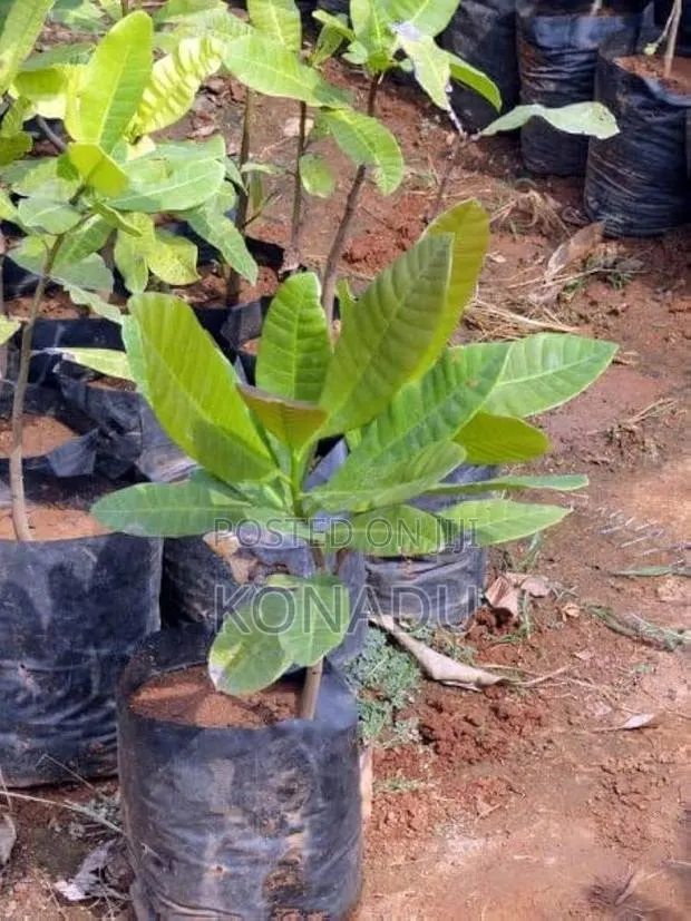 Cashew Tree Seedlings · Photo 1