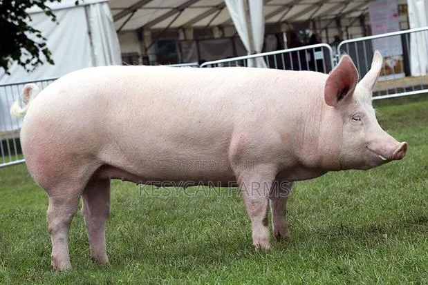 Pigs For Sale · Photo 1