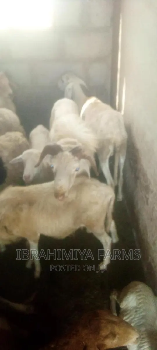 Livestock for Sale · Photo 1