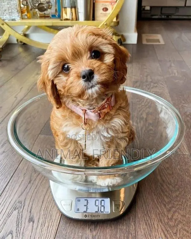 1-3 months Female Purebred Poodle · Photo 1