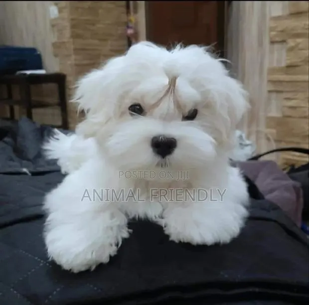 1-3 months Male Purebred Maltese · Photo 1