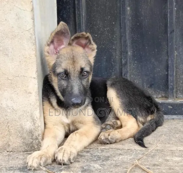 1-3 months Female Purebred German Shepherd · Photo 1