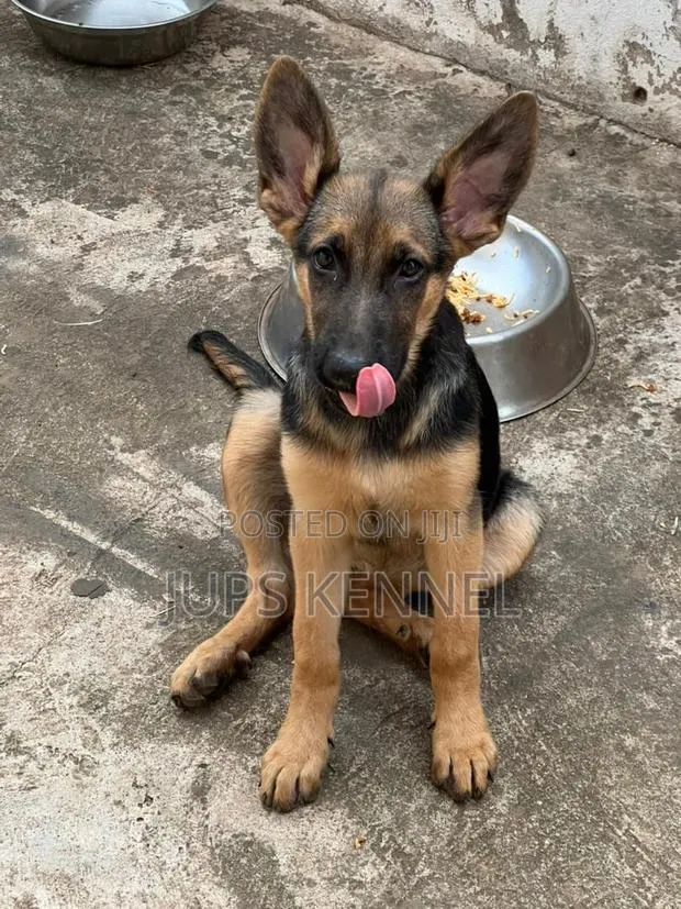 1-3 months Female Purebred German Shepherd · Photo 1