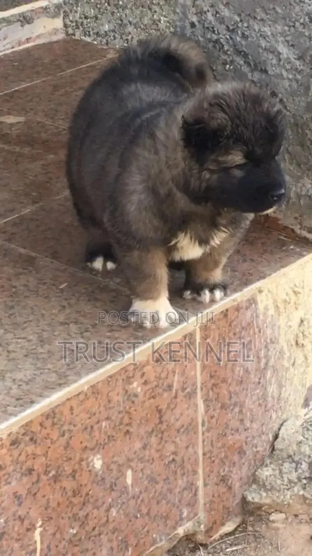 1-3 months Male Purebred Caucasian Shepherd · Photo 1
