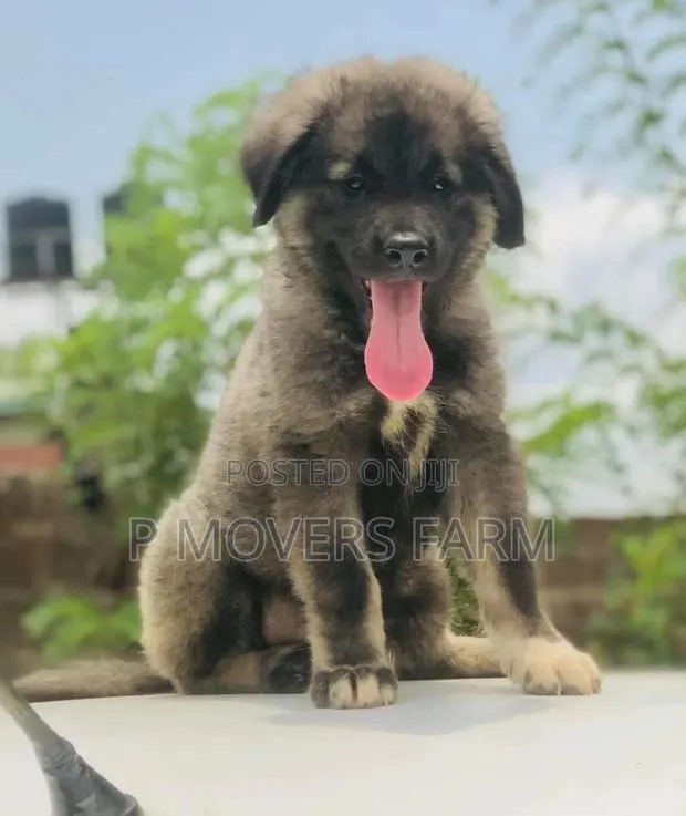 1-3 months Male Purebred Caucasian Shepherd · Photo 1