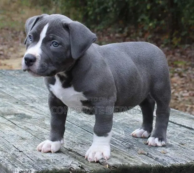 1-3 months Male Purebred American Pit Bull Terrier · Photo 1
