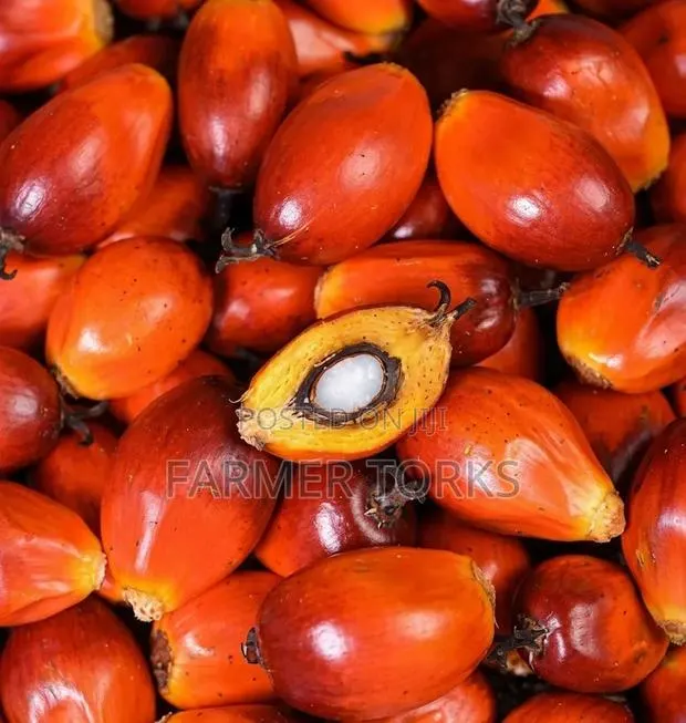 Palm Nut (Abe Olonka) · Photo 1