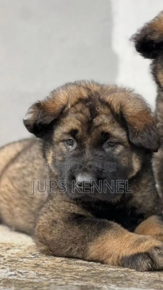 1-3 months Female Purebred Caucasian Shepherd · Photo 1