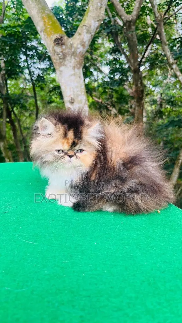 1-3 months Female Purebred Persian · Photo 1