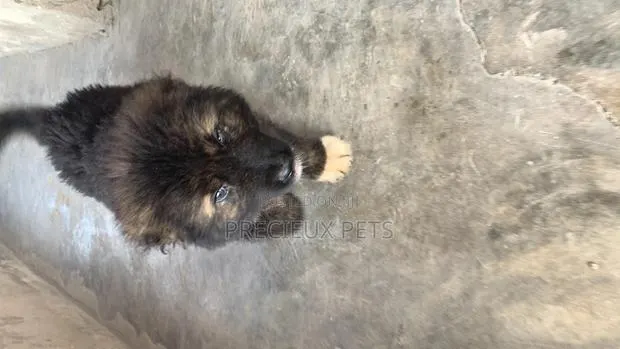 1-3 Months Male Purebred Caucasian Shepherd · Photo 1