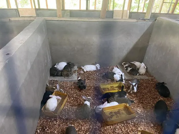 Live Pigs and Rabbit for Sale · Photo 1
