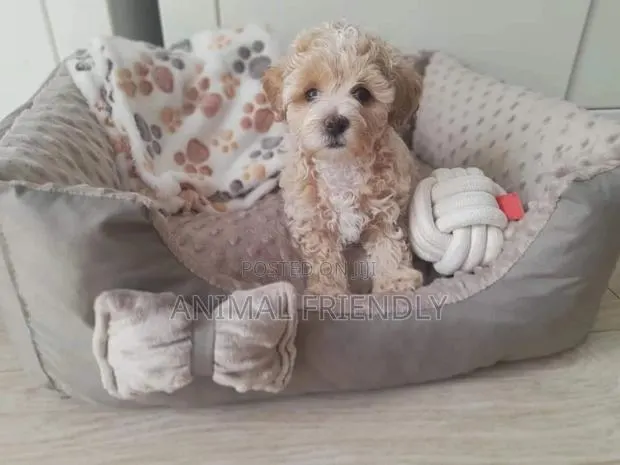 1-3 months Male Purebred Poodle · Photo 1