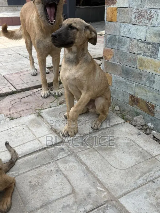 3-6 months Male Mixed Breed German Shepherd · Photo 1