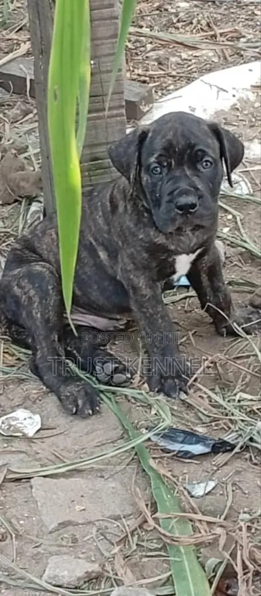 1-3 months Male Purebred Boerboel · Photo 1