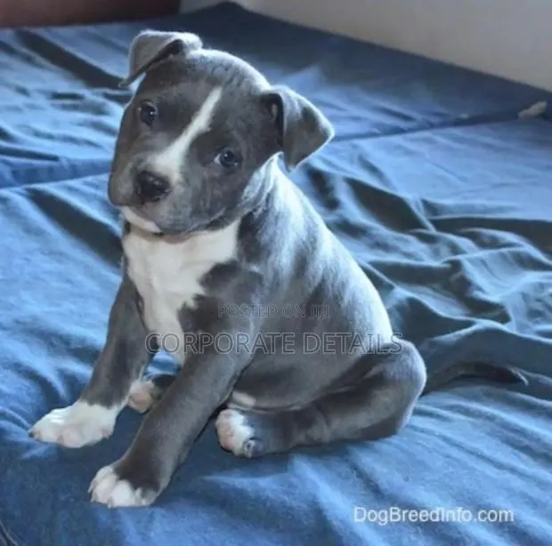 1-3 months Male Purebred American Pit Bull Terrier · Photo 1