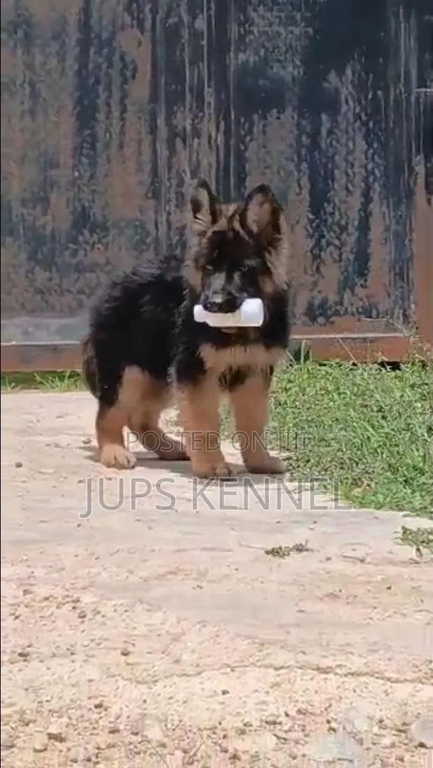 3-6 months Male Purebred German Shepherd · Photo 1