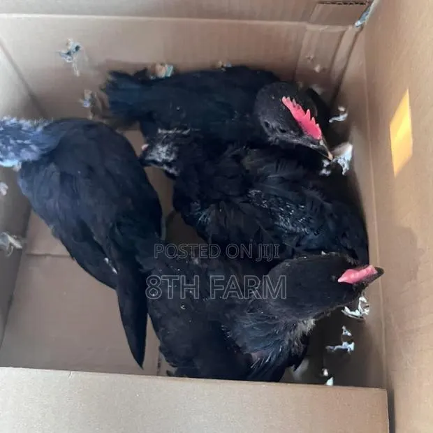 6 Weeks Old Black Australorp · Photo 1