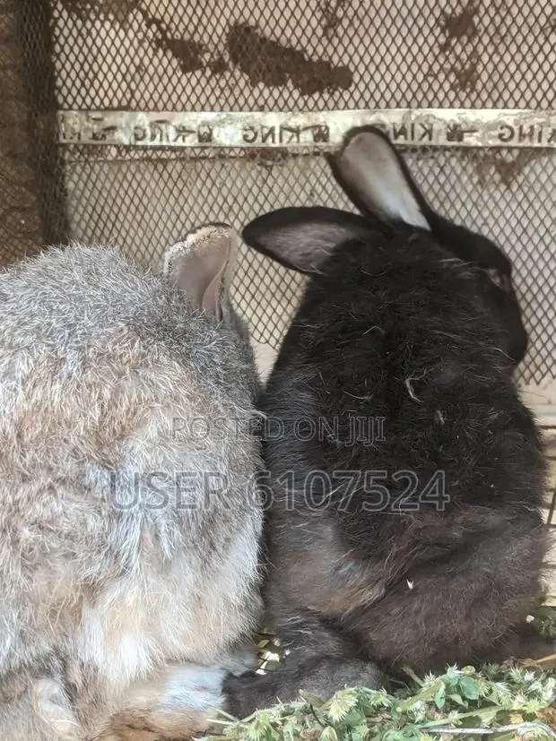 2 Male Adult Orabbits for Sale · Photo 1