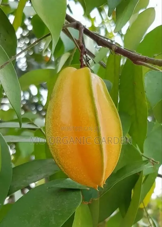 Starfruit Plant Seedling · Photo 1