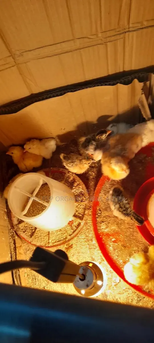 Day Old Chicks Layers, Broilers,Krouiler and Sasso · Photo 1
