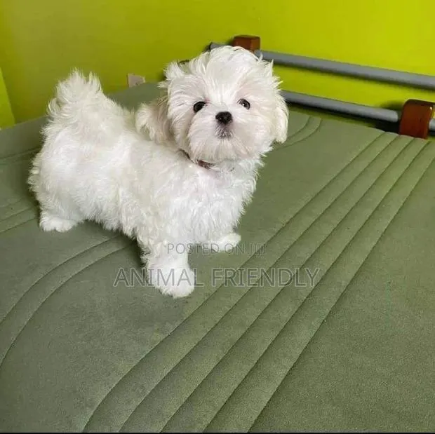 1-3 months Male Purebred Poodle · Photo 1
