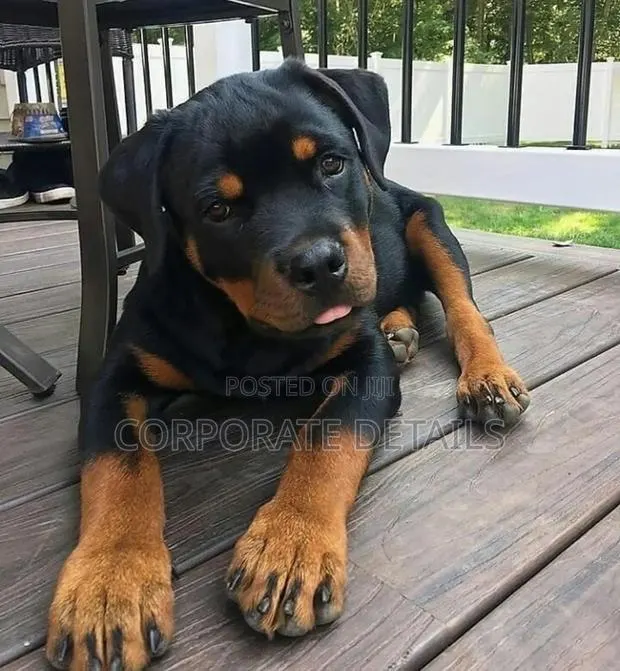 1-3 months Male Purebred Rottweiler · Photo 1