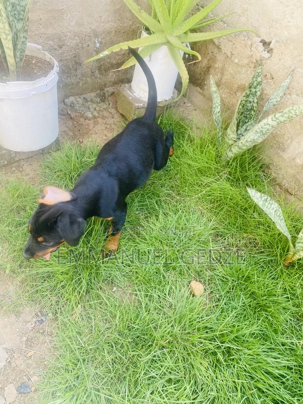 1-3 months Female Purebred Rottweiler · Photo 5