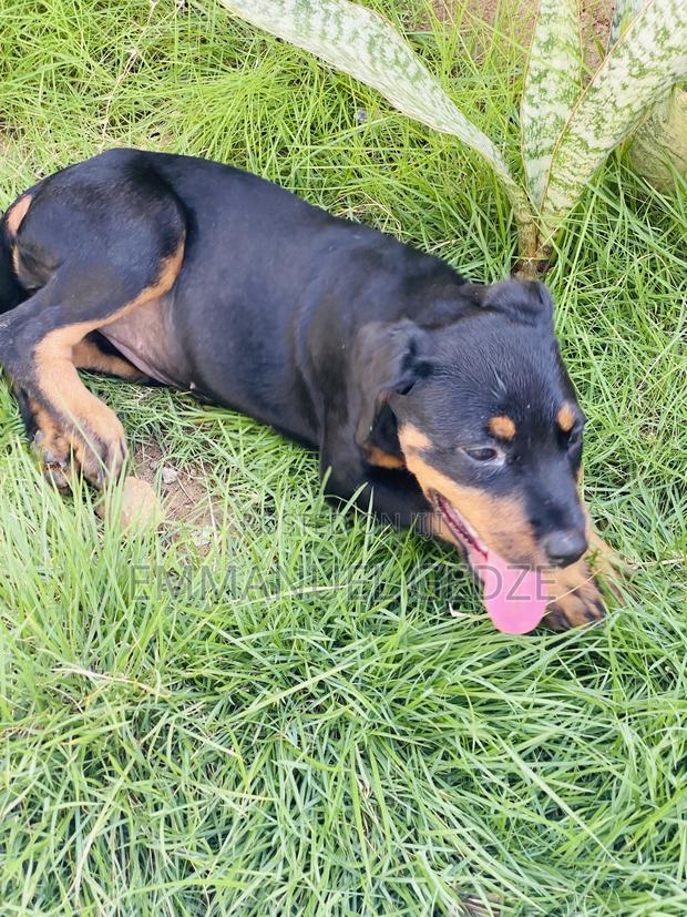 1-3 months Female Purebred Rottweiler · Photo 1