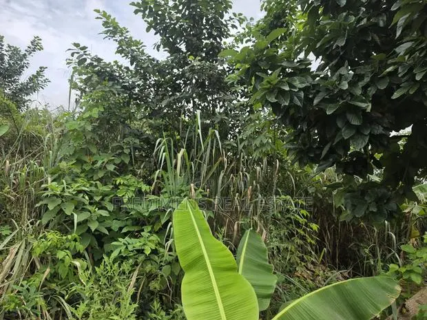 Land at Asuofia-Achiase for Sale · Photo 1