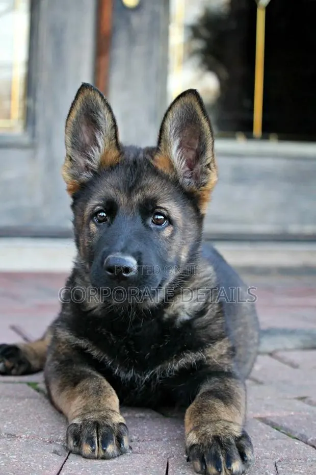 1-3 months Male Purebred German Shepherd · Photo 1