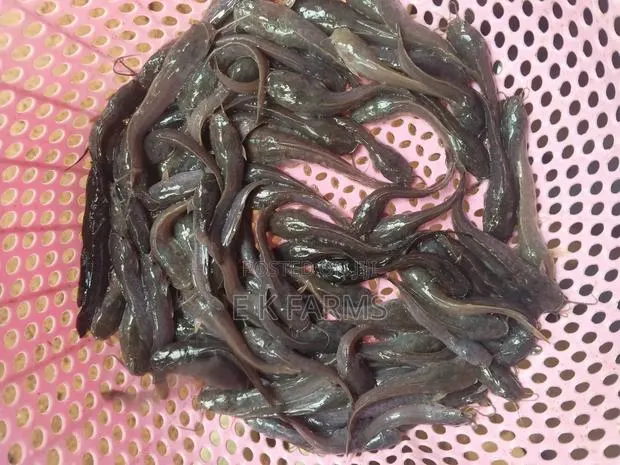 Catfish Juveniles,Fingerlings and Jumbo Size Available · Photo 3