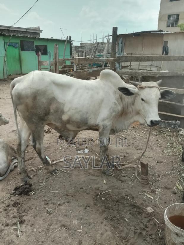 Gudali Type Nice Cow's for Sale · Photo 1