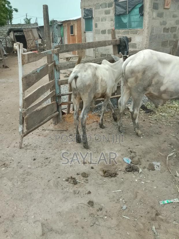 Gudali Type Nice Cow's for Sale · Photo 2