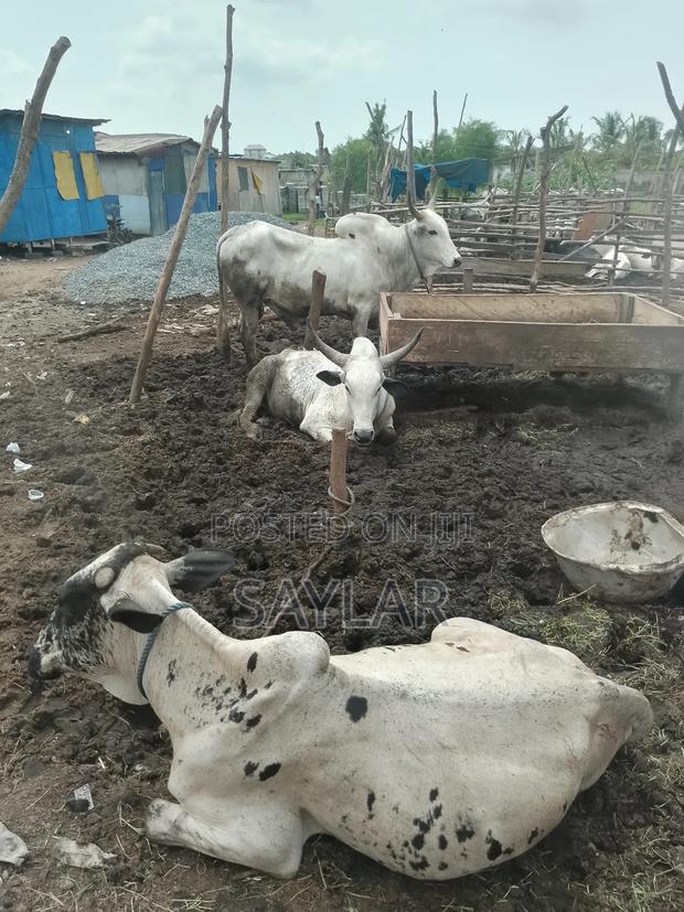 Gudali Type Nice Cow's for Sale · Photo 3