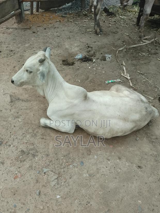 Gudali Type Nice Cow's for Sale · Photo 4