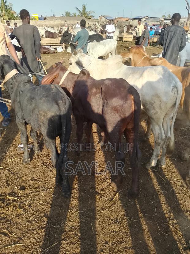 Healthy Cow's for Sale Tema · Photo 1
