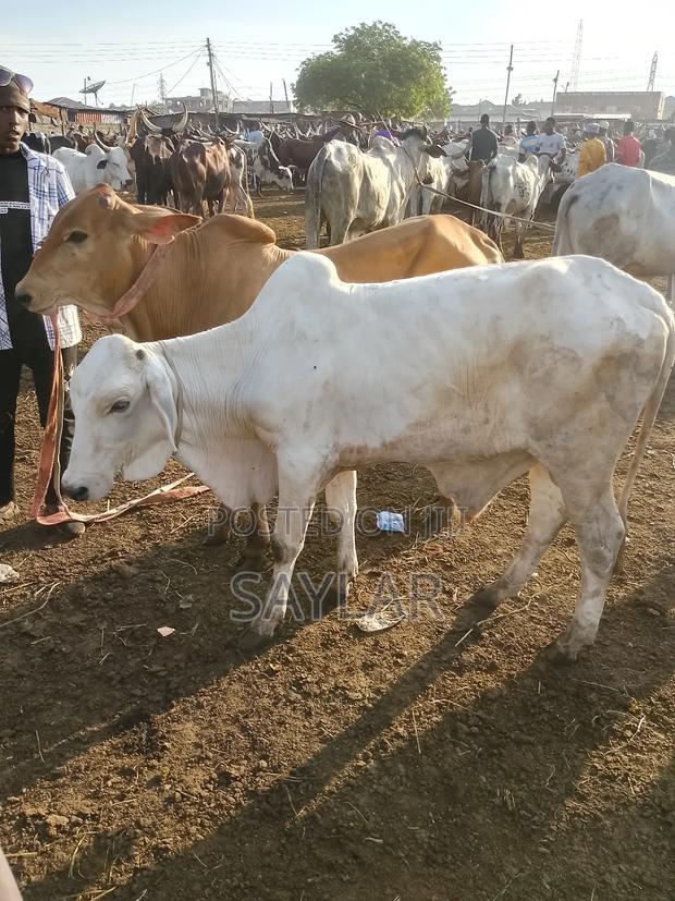 Healthy Cow's for Sale Tema · Photo 2