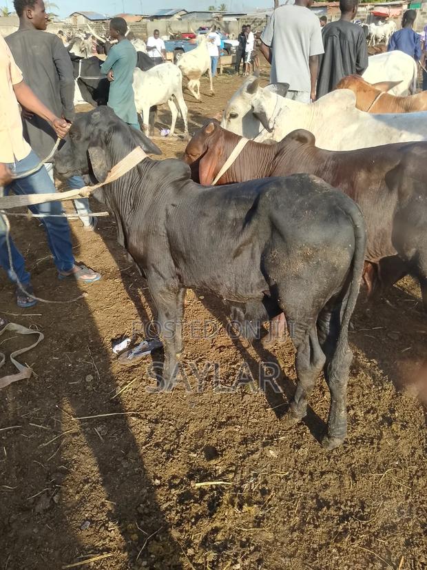 Healthy Cow's for Sale Tema · Photo 3